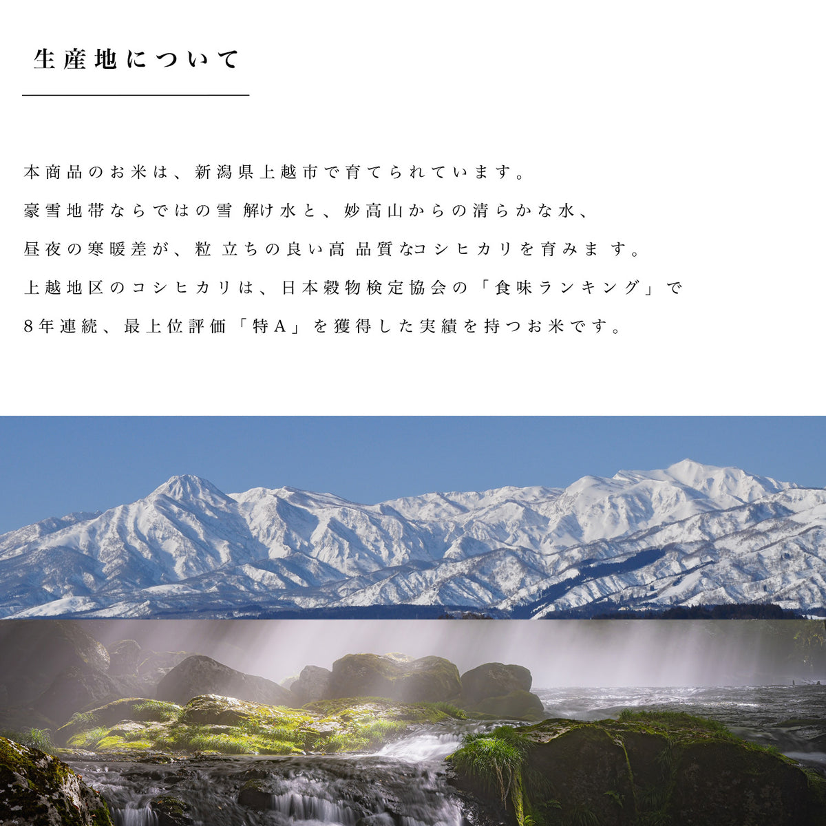 新潟県産こしひかり 和泉 10kg(5kg×2)（令和8年新米）