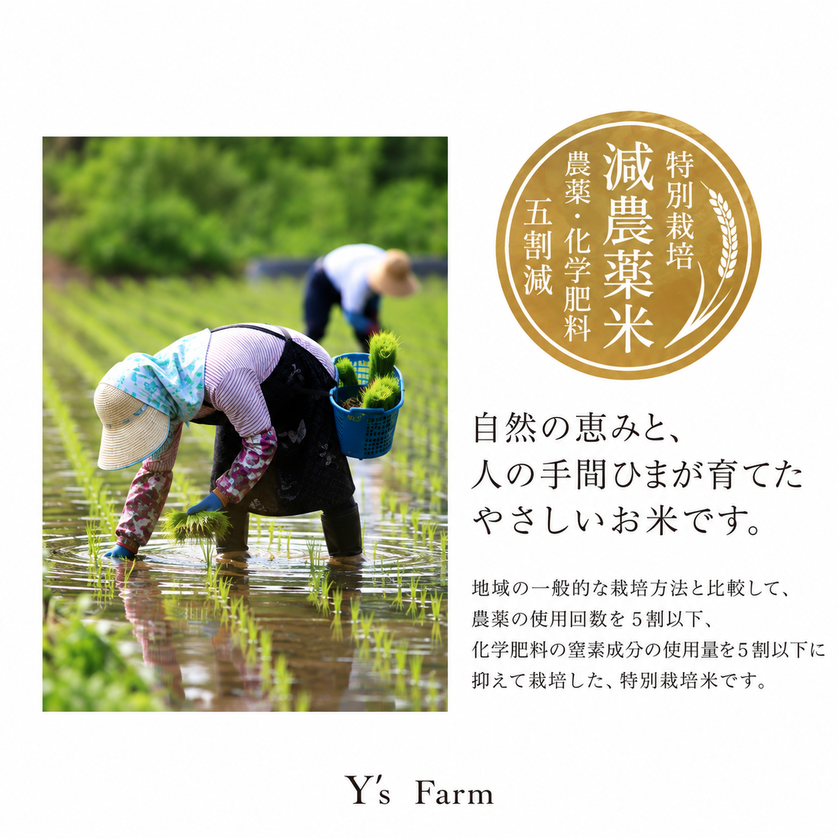新潟県産こしひかり 和泉 5kg 特別栽培米 農薬5割減 化学肥料5割減 （令和8年新米）